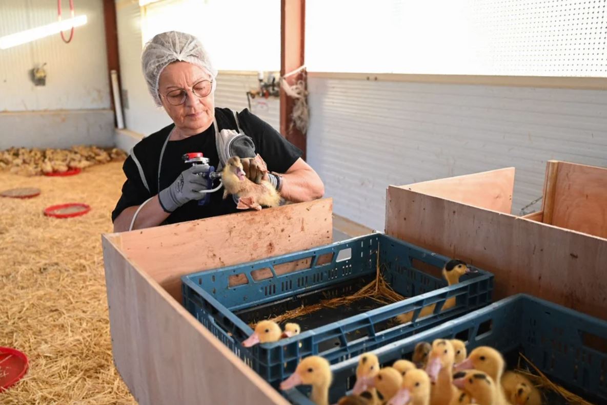 Una mujer inyecta la vacuna contra la gripe aviar a patos en Horsarrieu, en el suroeste de Francia, el 2 de octubre de 2023. Foto: Ministerio de Agricultura francés / Agence France-Presse