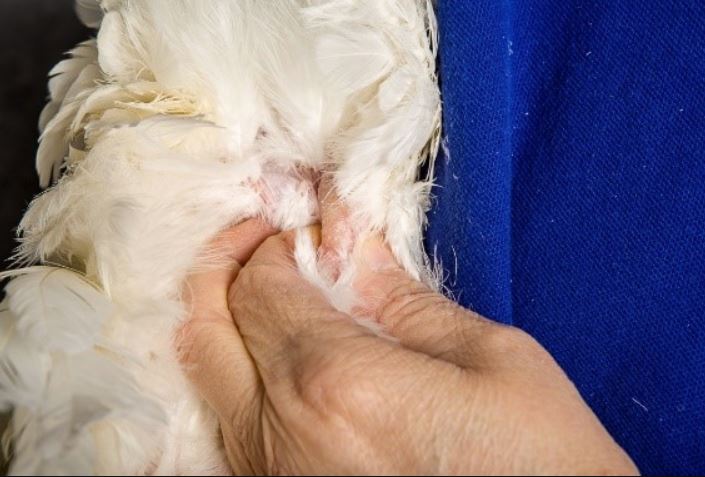 Hen with very little abdominal fat, indicating optimal body condition and therefore a good layer (measurement using the traditional manual system)