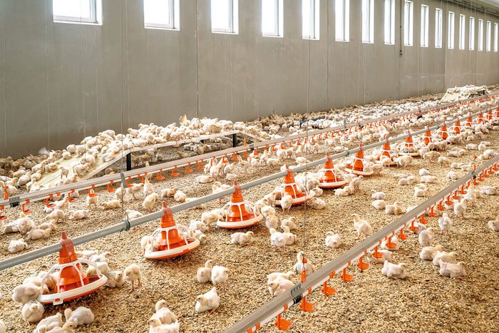Example of raised resting platforms from Big Dutchman. This particular model is manufactured entirely from plastic, making it easy to assemble and disassemble, with no issues regarding thorough cleaning. Birds can easily access the platform, which stands at a height of 330 mm. The standard dimensions are 3,448 mm x 750 mm, giving the platform a surface area of 0.878 m², and multiple platforms can be combined together.