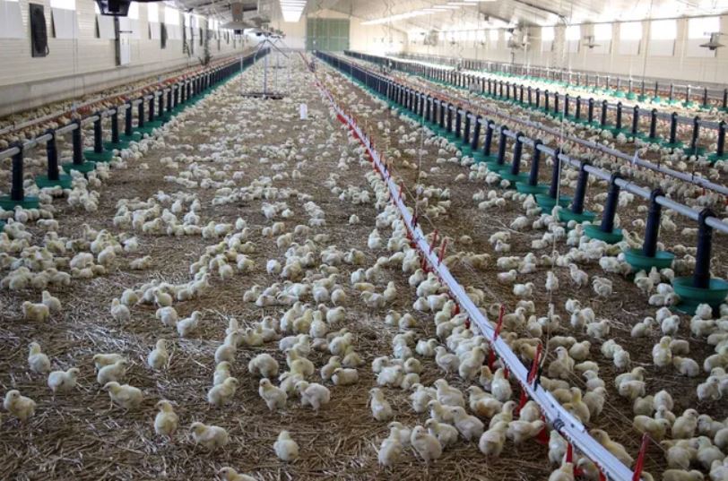 33,000 broilers in a 1,500 m² house, at the farm of Jean-Louis and Loïc Perreau, in Sur-Yonne, in Brèves (central France).