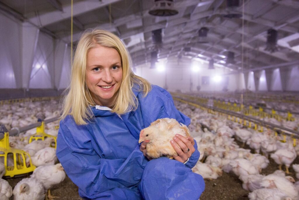 Veterinarian Julie Grell, from the Norwegian Animal Protection Alliance, works to improve welfare in a poultry house supplying Norsk Kylling, ahead of its transition to a slower-growing breed. Photo: Ihne Pedersen
